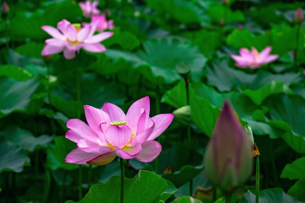 Pink lotus flower blooming on water